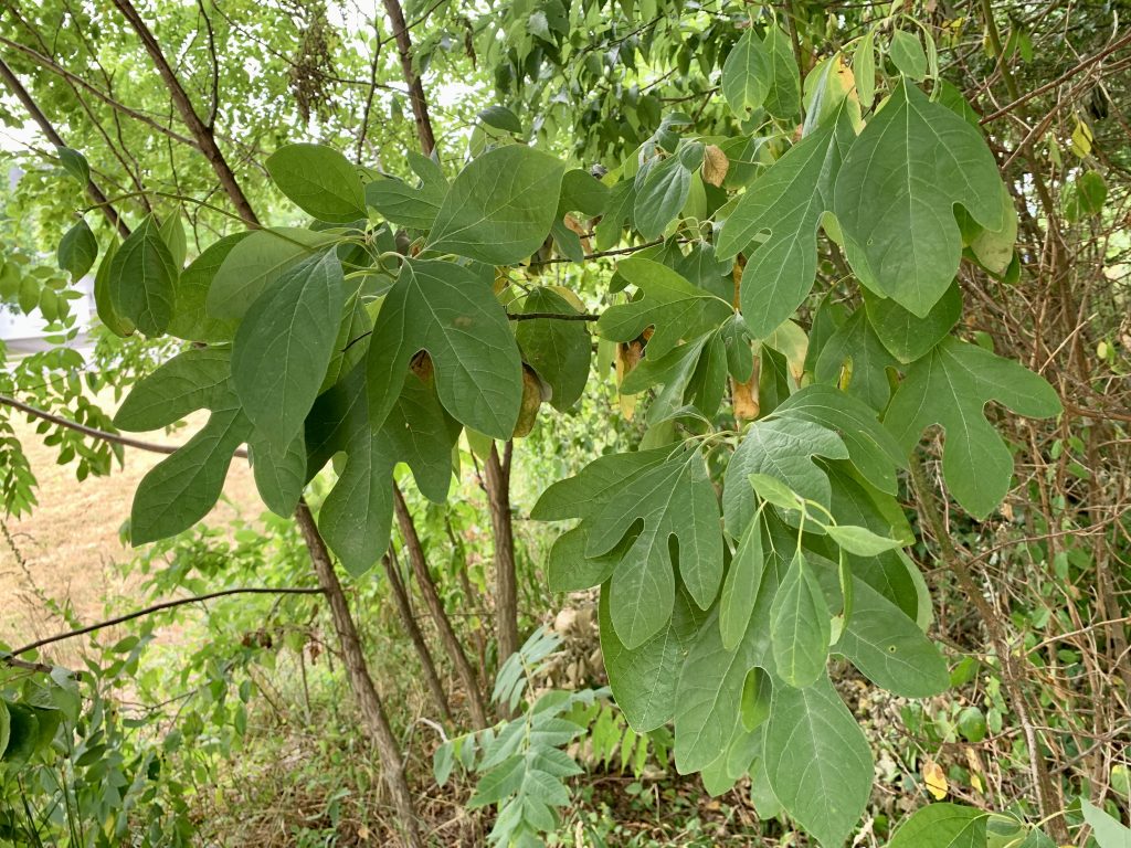 This image has an empty alt attribute; its file name is Sassafras-1024x768.jpg