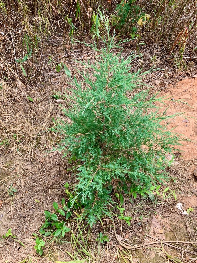 This image has an empty alt attribute; its file name is Eastern-Red-Cedar-768x1024.jpg