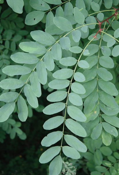 This image has an empty alt attribute; its file name is Black-Locust-1.png